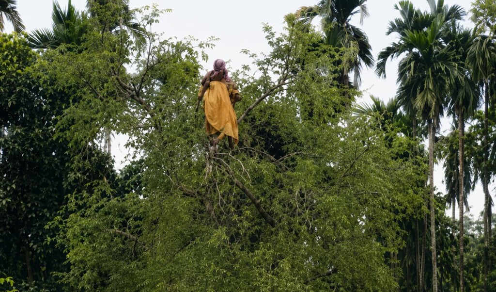 Woman Rescued from Tree Top in Kurigram Woman Rescued from Tree Top in Kurigram
