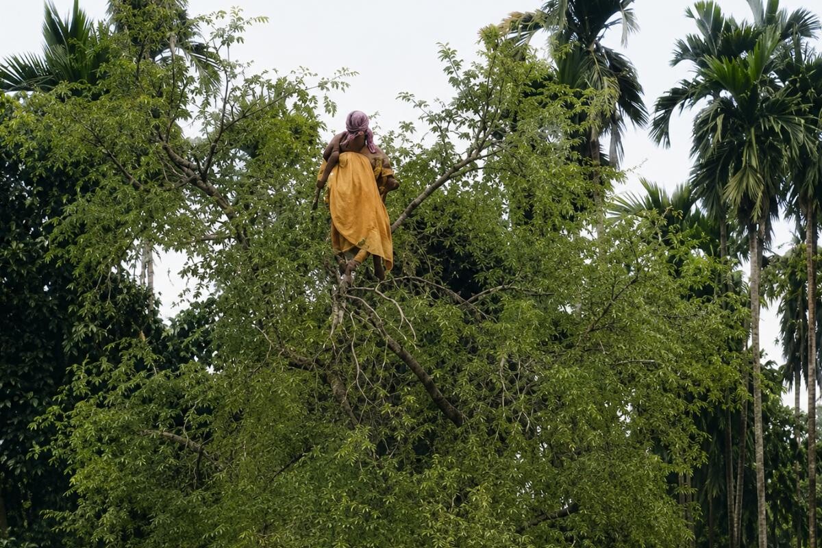 Woman Rescued from Tree Top in Kurigram