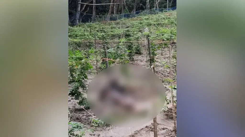 Youth Found Dead in Field Youth Found Dead in Field
