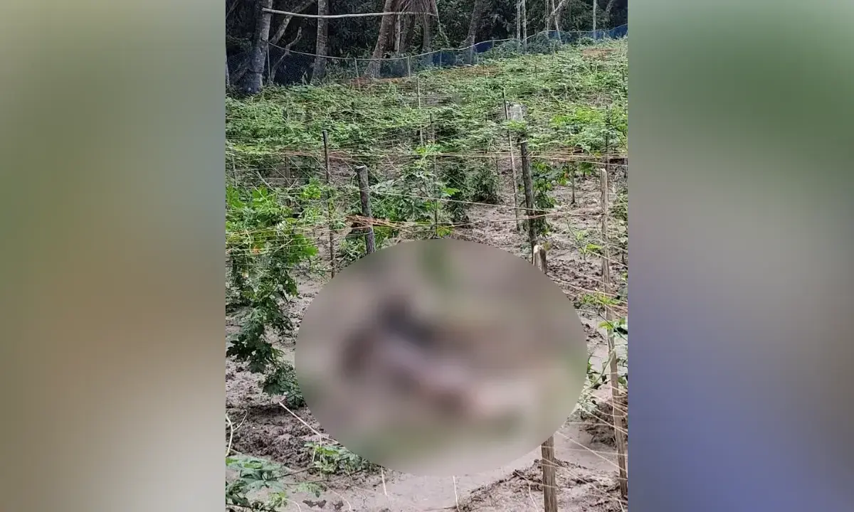 Youth Found Dead in Field