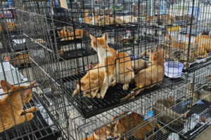 Cat Theft Syndicate Dismantled in Vietnam