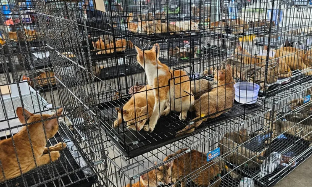 Cat Theft Syndicate Dismantled in Vietnam