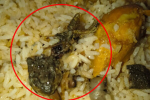 Frog Found in Pilaf Meal