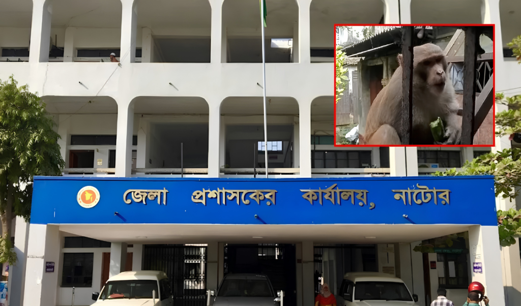 Natore Residents Seek Help Over Aggressive Monkey Natore Residents Seek Help Over Aggressive Monkey