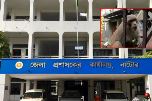 Natore Residents Seek Help Over Aggressive Monkey