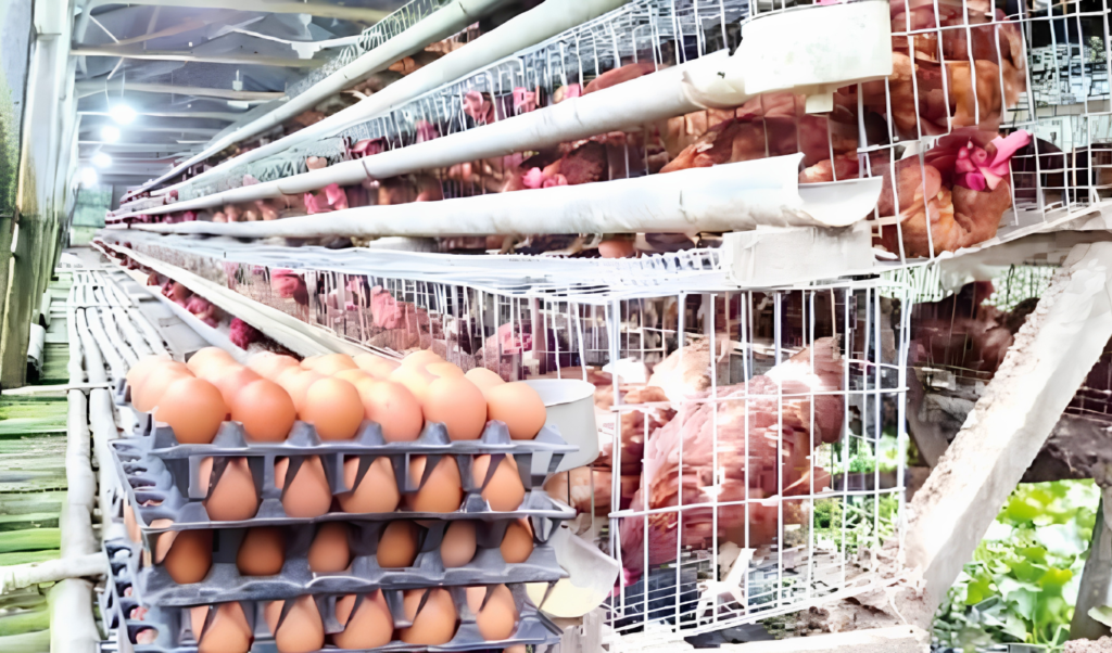 Sirajganj Poultry Farmers Halt Egg Sales Indefinitely Over Unfair Prices Sirajganj Poultry Farmers Halt Egg Sales Indefinitely Over Unfair Prices