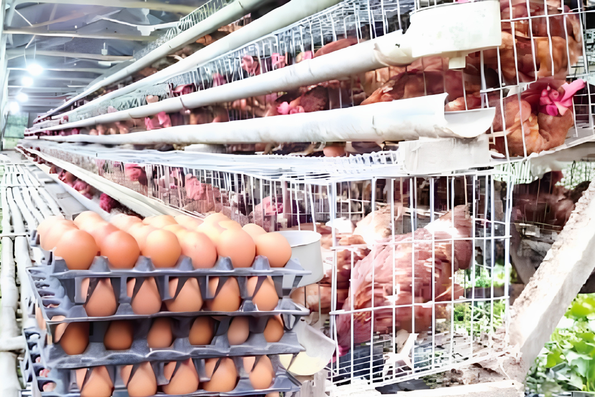Sirajganj Poultry Farmers Halt Egg Sales Indefinitely Over Unfair Prices