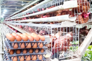 Sirajganj Poultry Farmers Halt Egg Sales Indefinitely Over Unfair Prices