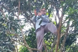 Teacher Climbs Tree for Network