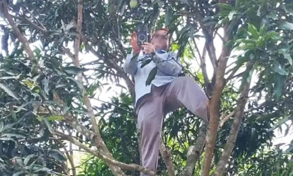 Teacher Climbs Tree for Network