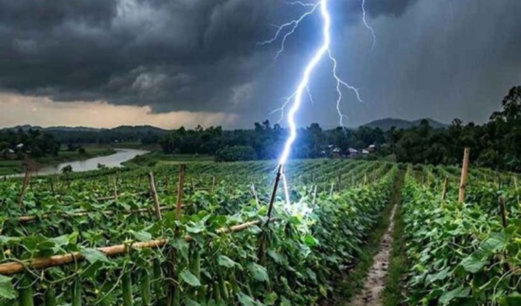 Three Farmers Killed By Lightning Strike In Savar Three Farmers Killed By Lightning Strike In Savar