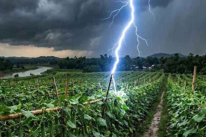 Three Farmers Killed By Lightning Strike In Savar
