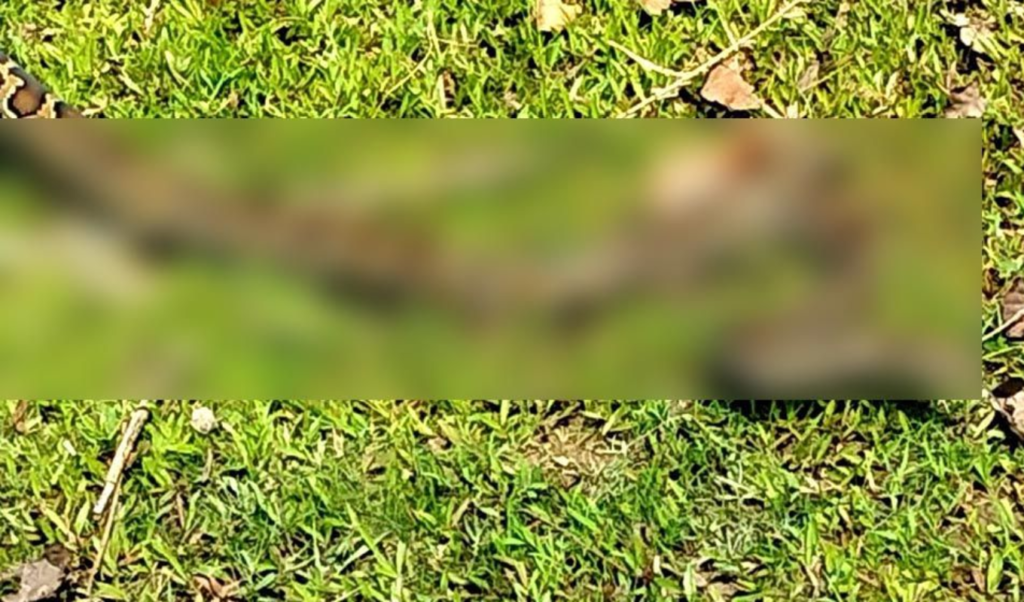 Twelve Foot Python Rescued From Mirsharai Agricultural Net Twelve Foot Python Rescued From Mirsharai Agricultural Net