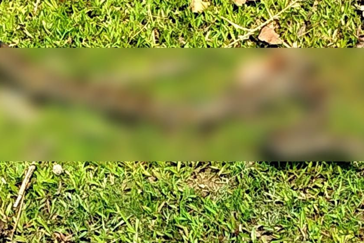 Twelve Foot Python Rescued From Mirsharai Agricultural Net