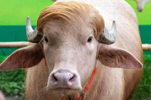 White Buffalo Relocated for Research