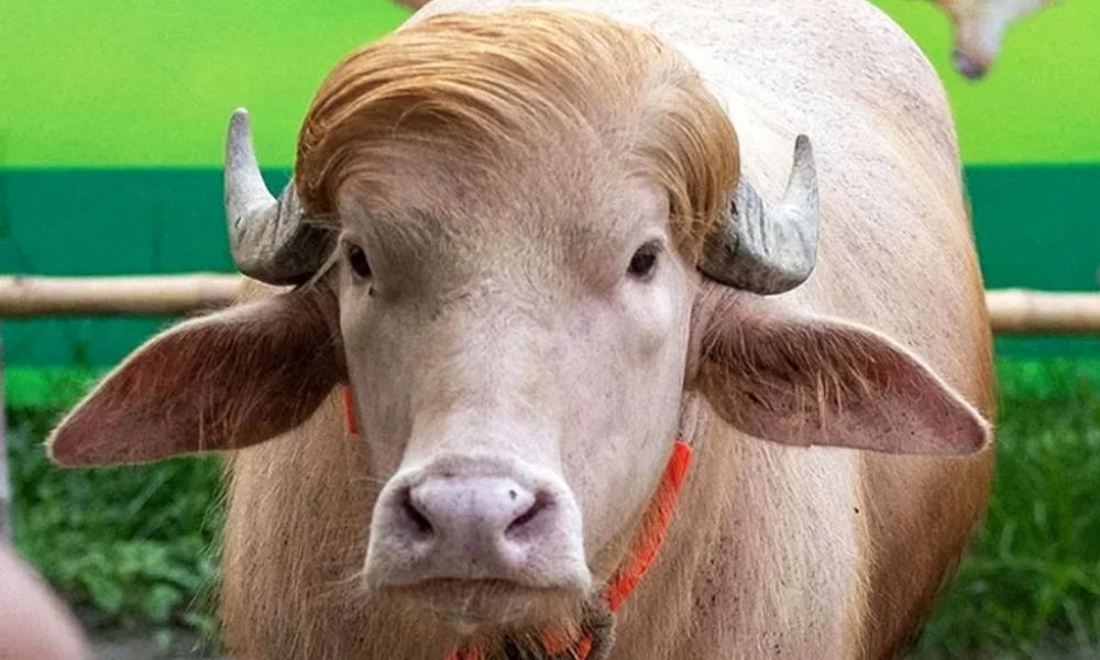 White Buffalo Relocated for Research