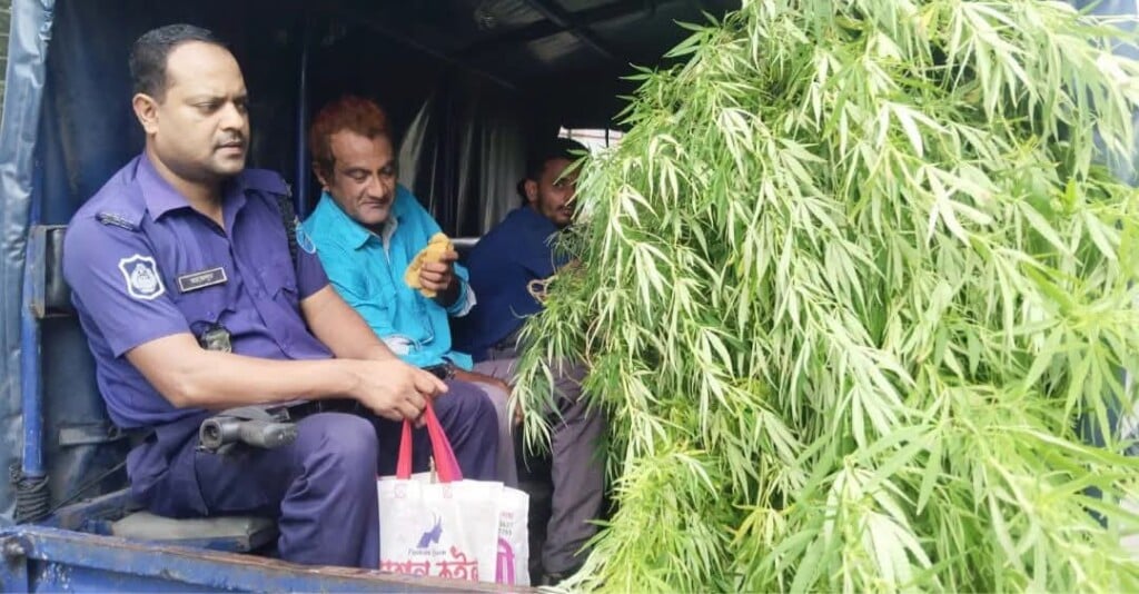 Awami League Leader Arrested over Backyard Cannabis Cultivation Awami League Leader Arrested over Backyard Cannabis Cultivation