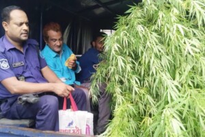 Awami League Leader Arrested over Backyard Cannabis Cultivation