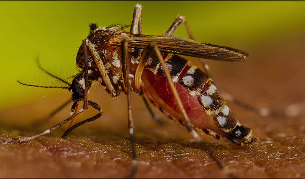 Dengue Cases Rise in Sylhet as Monsoon Heightens Breeding Risks Dengue Cases Rise in Sylhet as Monsoon Heightens Breeding Risks