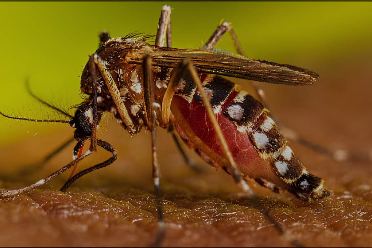 Dengue Cases Rise in Sylhet as Monsoon Heightens Breeding Risks