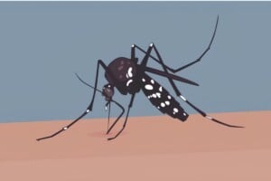 Dengue Claims Three More Lives as 458 Are Hospitalised