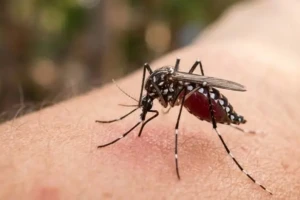 Dengue Death Toll Hits 50 as 534 More Patients Hospitalised