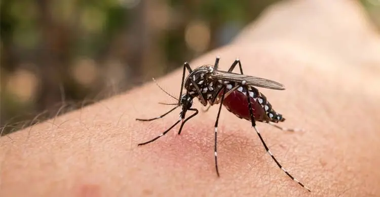Dengue Death Toll Hits 50 as 534 More Patients Hospitalised