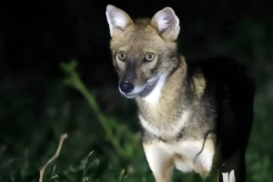 Fourteen Injured in Sreepur Fox Attacks Sparking Local Panic
