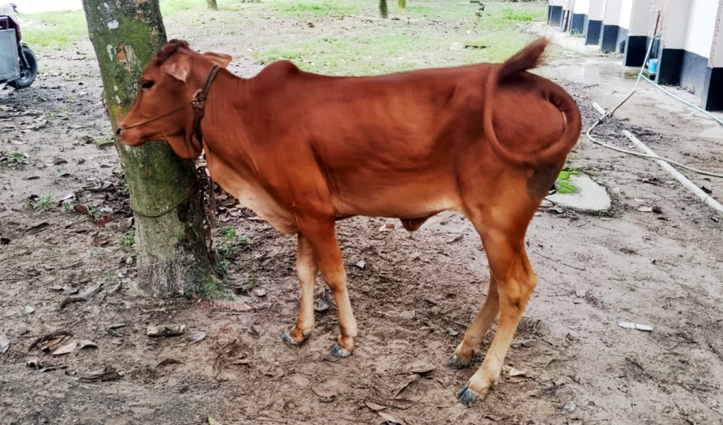 Mob Thwarts Daylight Cattle Theft and Detains Serial Offender Mob Thwarts Daylight Cattle Theft and Detains Serial Offender