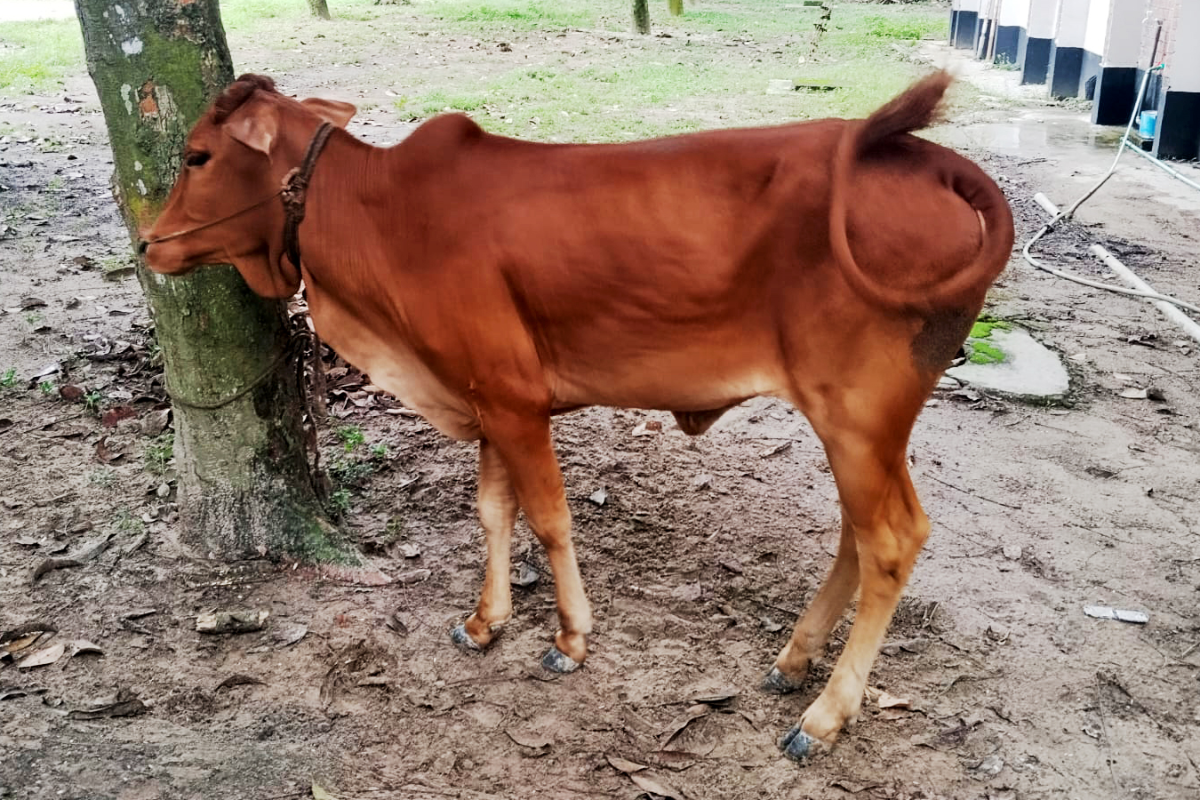 Mob Thwarts Daylight Cattle Theft and Detains Serial Offender