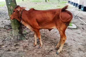 Mob Thwarts Daylight Cattle Theft and Detains Serial Offender