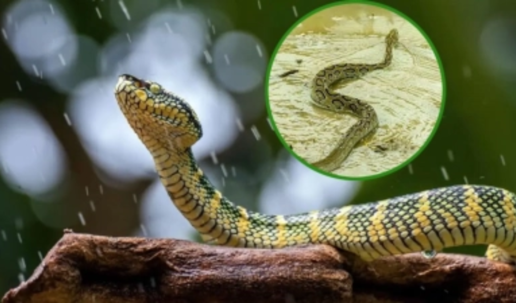 Snakebites Surge to 75 Amid Devastating Chittagong Monsoon Floods Snakebites Surge to 75 Amid Devastating Chittagong Monsoon Floods