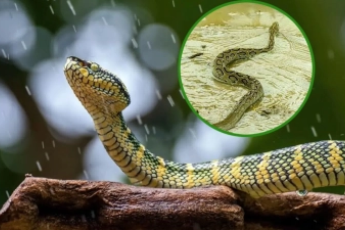 Snakebites Surge to 75 Amid Devastating Chittagong Monsoon Floods
