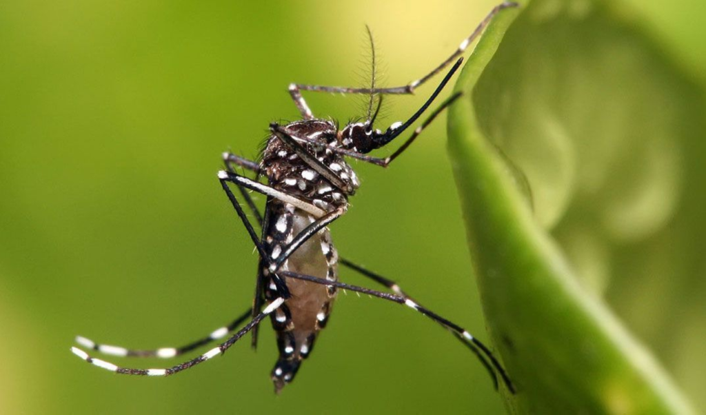 Washington DC Releases 600000 Mosquitoes to Combat Deadly Viruses Washington DC Releases 600,000 Mosquitoes to Combat Deadly Viruses