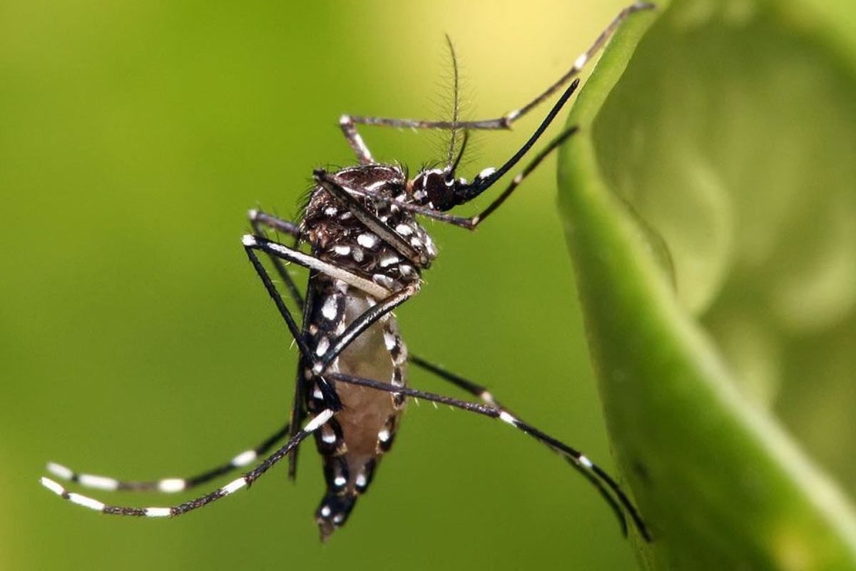 Washington DC Releases 600,000 Mosquitoes to Combat Deadly Viruses