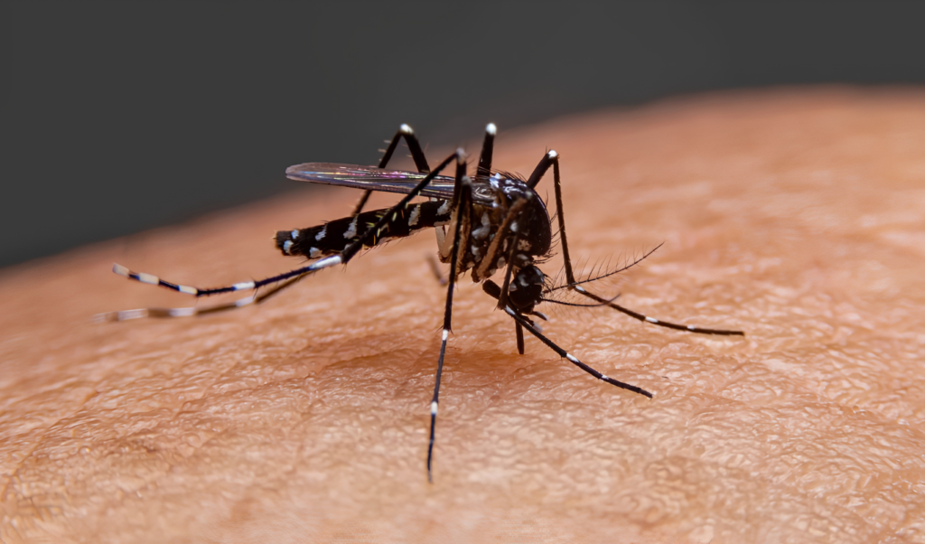 Bangladesh Reports Three Dengue Deaths And 544 New Cases Bangladesh Reports Three Dengue Deaths And 544 New Cases