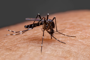 Bangladesh Reports Three Dengue Deaths And 544 New Cases