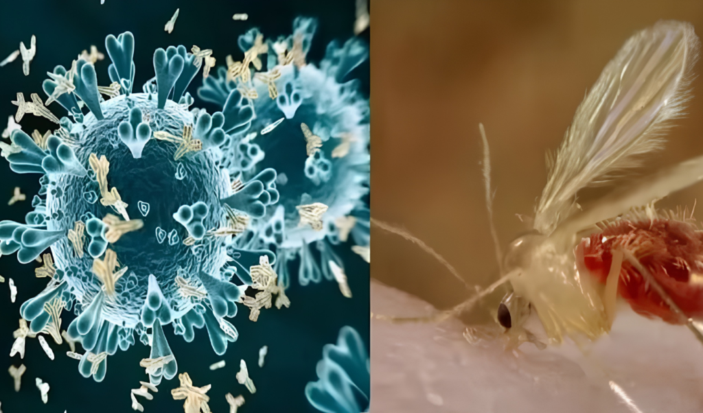 Deadly Chandipura Virus Outbreak Claims Lives Of 22 Children In India Deadly Chandipura Virus Outbreak Claims Lives Of 22 Children In India