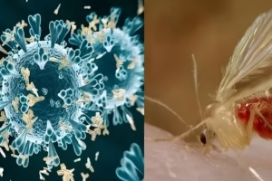 Deadly Chandipura Virus Outbreak Claims Lives Of 22 Children In India