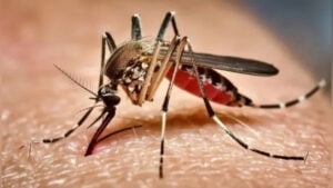 Dengue Cases Surge as Hospitals Face Growing Pressure