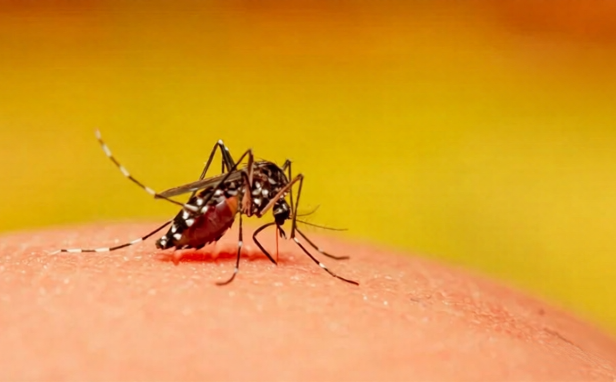 Dengue Death Toll Reaches 61 as 672 New Cases Reported
