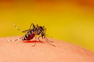 Dengue Death Toll Reaches 61 as 672 New Cases Reported