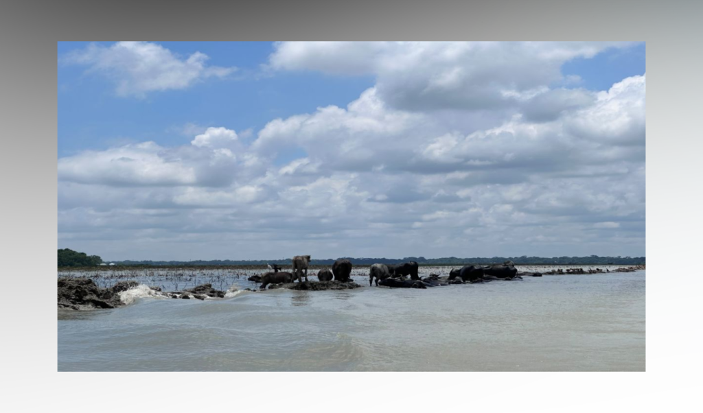 Ex Student Wing Leader Accused of Extorting Buffalo Farmers in Patuakhali Ex-Student Wing Leader Accused of Extorting Buffalo Farmers in Patuakhali