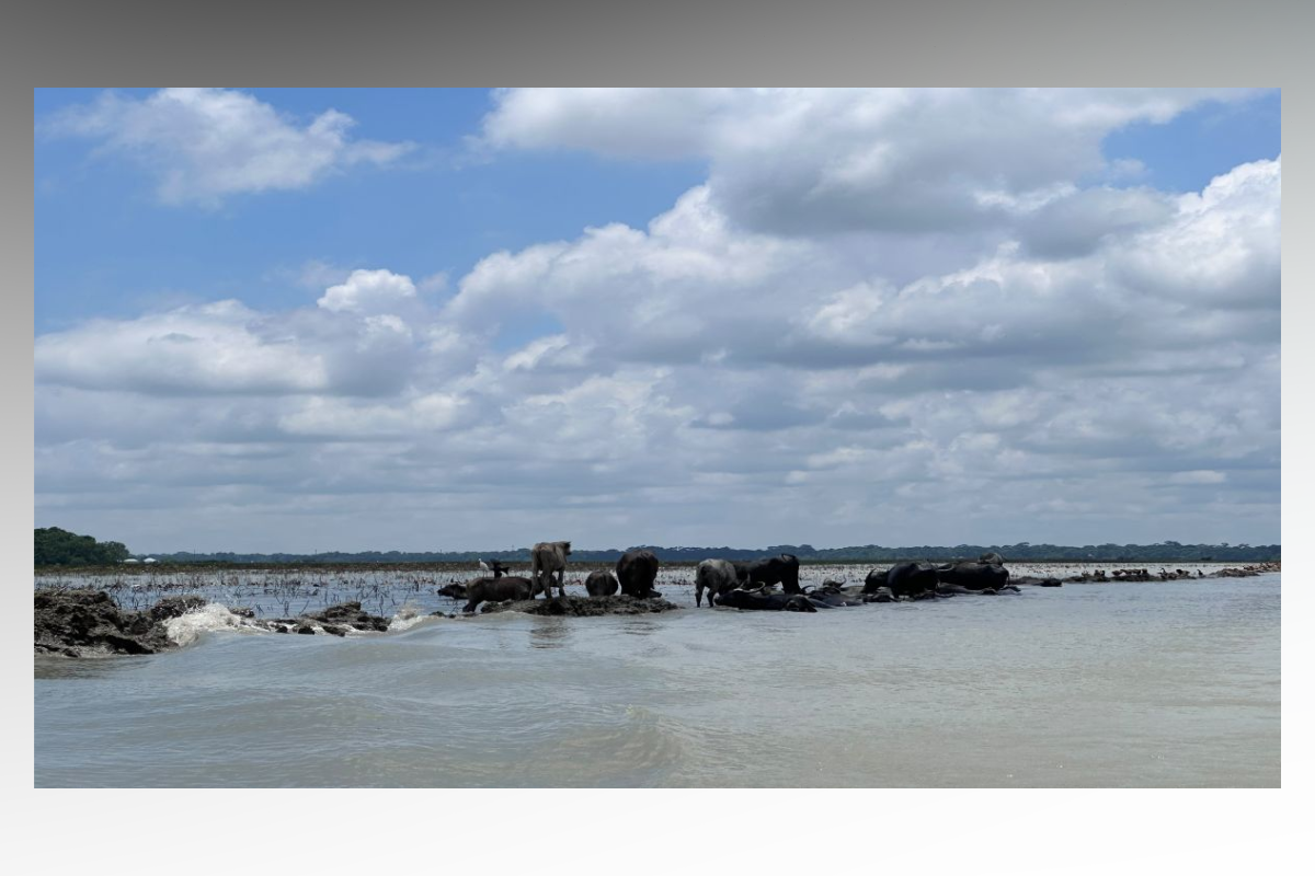 Ex-Student Wing Leader Accused of Extorting Buffalo Farmers in Patuakhali