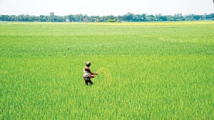 Fertilizer Shortages Threaten Rice Yields and Push Millions Toward Poverty Fertilizer Shortages Threaten Rice Yields and Push Millions Toward Poverty