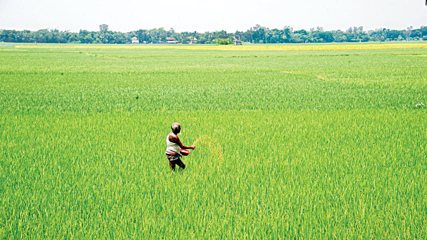 Fertilizer Shortages Threaten Rice Yields and Push Millions Toward Poverty Fertilizer Shortages Threaten Rice Yields and Push Millions Toward Poverty