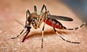 Five Deaths Recorded as Dengue Hospitalisations Rise Nationwide Five Deaths Recorded as Dengue Hospitalisations Rise Nationwide
