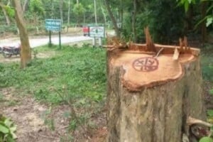 Forest Department Files Cases Against 62 Over Timber Theft