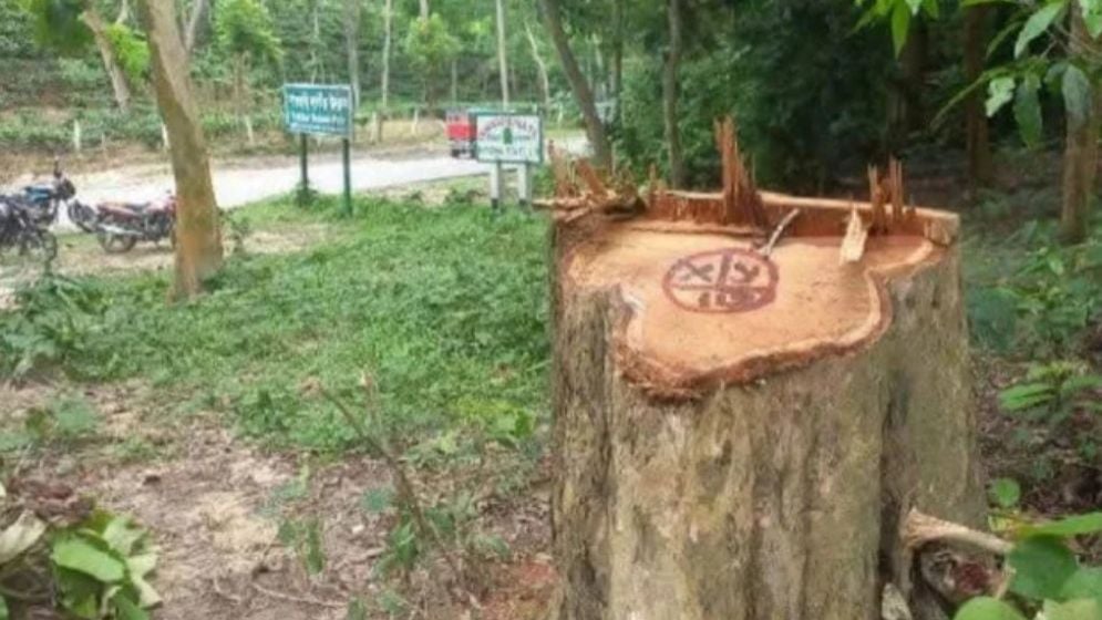 Forest Department Files Cases Against 62 Over Timber Theft
