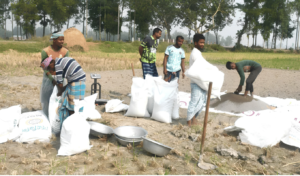 Joypurhat Farmers Face Extortionate Prices for Essential Fertilisers